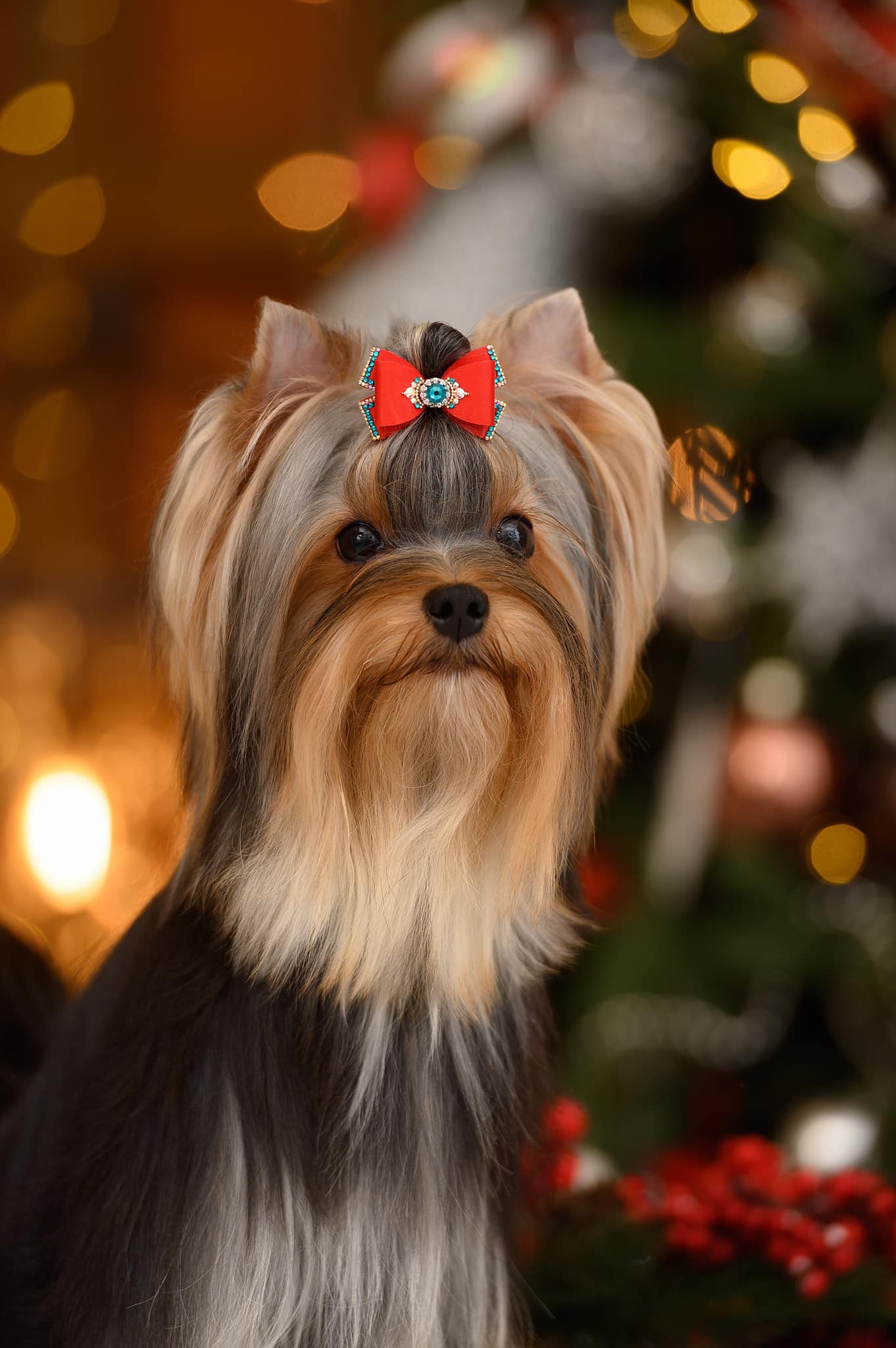  MAGIC COUNTRY VELVET &mdash; Labaza DogPedigree YorkshireTerrier